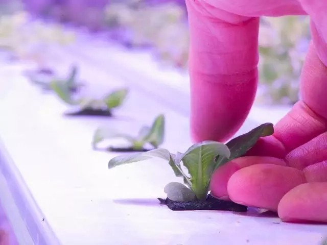 3、LED燈配合水耕技術在北極圈種菜