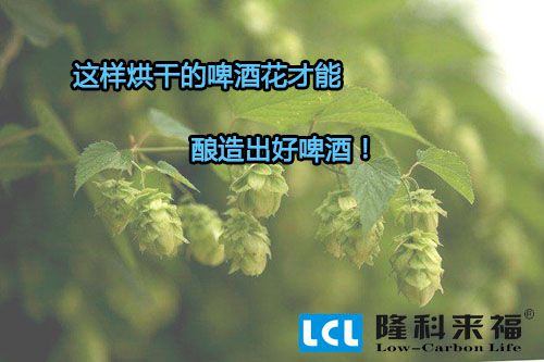 空氣能熱泵烘干的啤酒花才能釀造出好啤酒！
