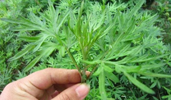 端午節還在掛艾草？不如試試空氣凈化器